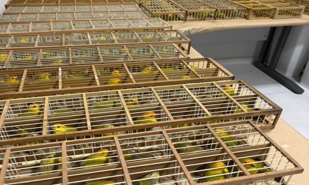 Repatriação leva 440 canários apreendidos em Roraima de volta ao habitat na Venezuela