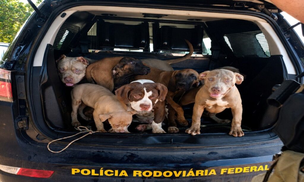 Sete cães são encontrados amarrados dentro de carro quebrado na BR-174, em Boa Vista