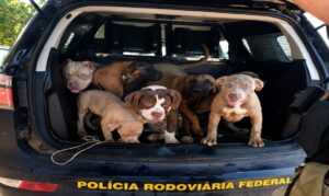 Sete cães são encontrados amarrados dentro de carro quebrado na BR-174, em Boa Vista